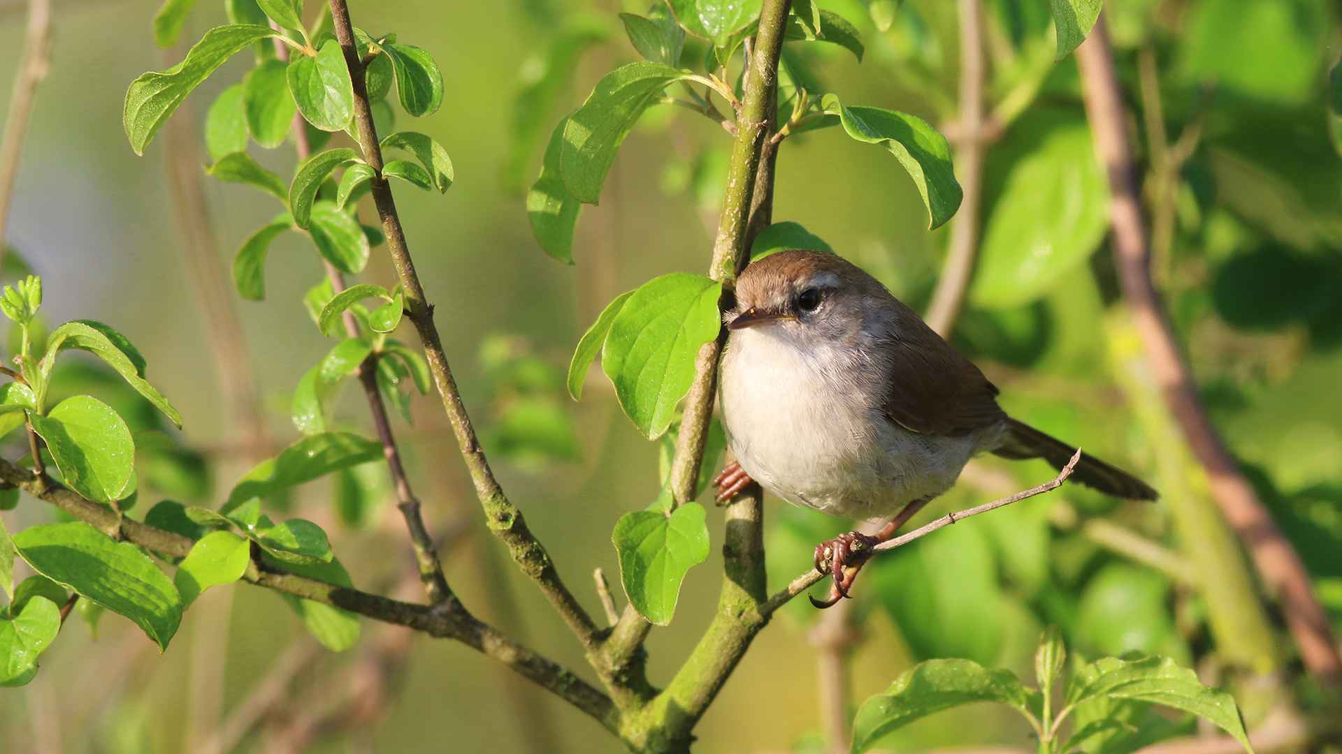 Cetti's Warbler